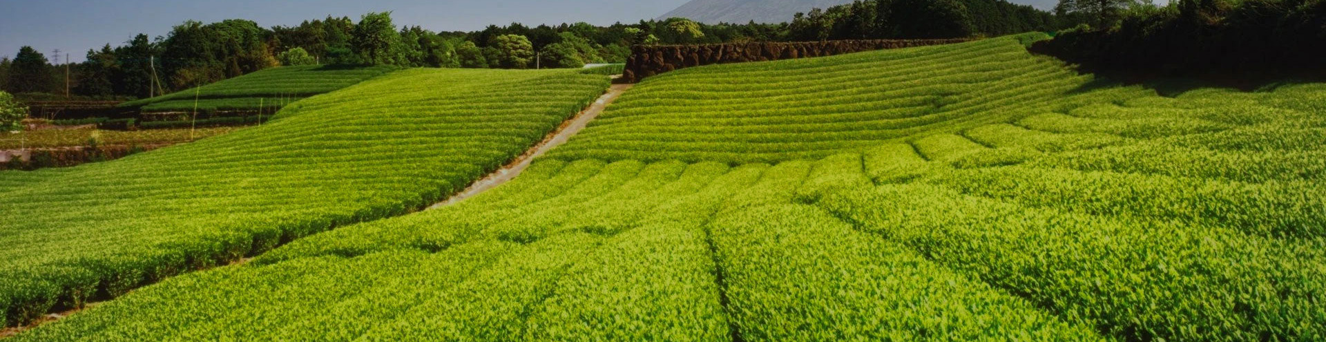 公司簡(jiǎn)介